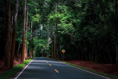 Road amidst trees in forest