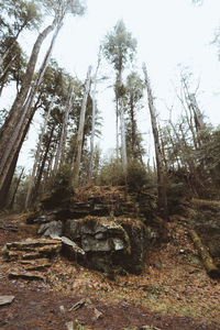 Low angle view of trees in forest against sky