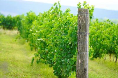 Rural view on grape plantation in vinery farm by mountains