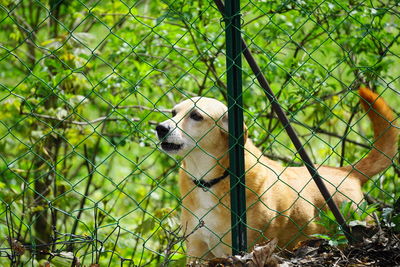 View of dog looking through plants