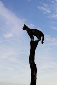 Low angle view of horse against sky