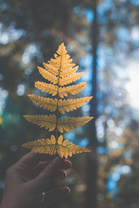 Close-up of hand holding maple leaves during autumn