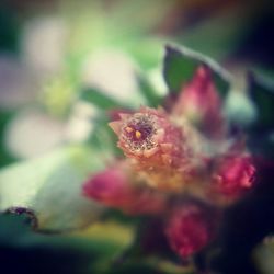 Close up of red flower