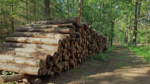 Stack of logs in forest