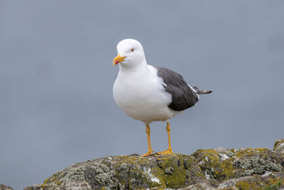 Close-up of seagull perching on rock