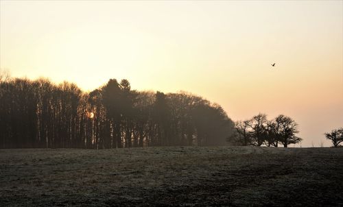 Silhouette of bird flying over trees against clear sky