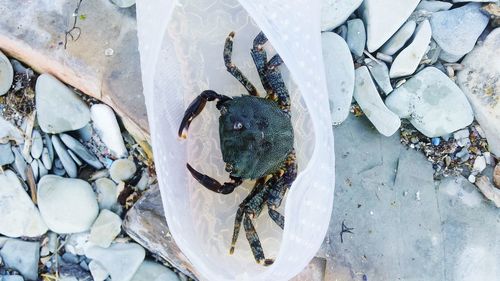 Close-up of crab in plastic bottle at shore