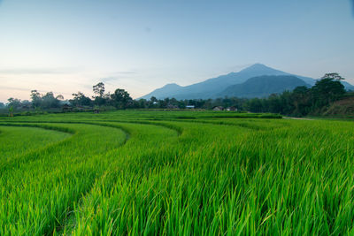 Scenic view of agricultural field against sky