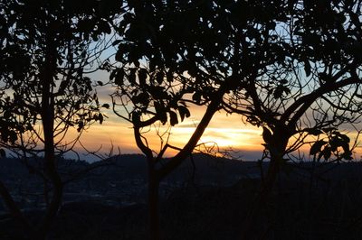 Silhouette of trees at sunset