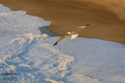 Seagull flying in a snow