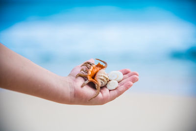 Close-up of hand holding shell at beach