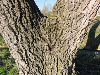 Trees growing in park