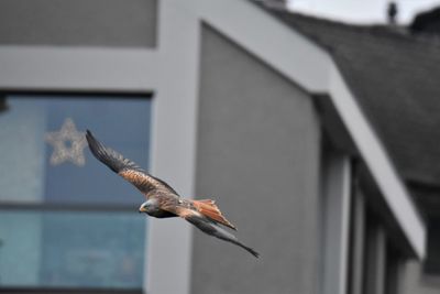 Low angle view of red kite flying against building