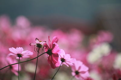 Close-up of cosmos flower