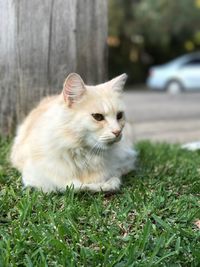 Close-up of cat on field