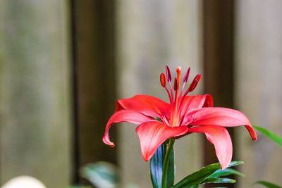 Close-up of pink flowers