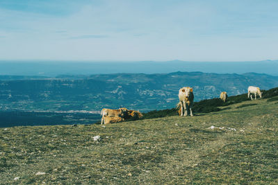 View of a cow on field