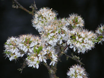 Close-up of flowers