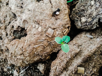 Close-up of plant growing on tree trunk