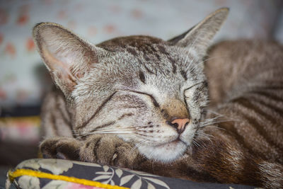 Gray cat lying on the cushions relaxing on the sofa.