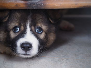 Close-up portrait of puppy