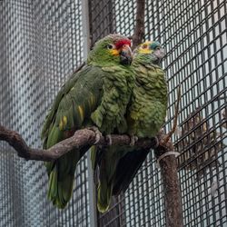 Close-up of parrot perching on tree in cage