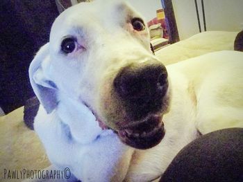 Close-up portrait of dog