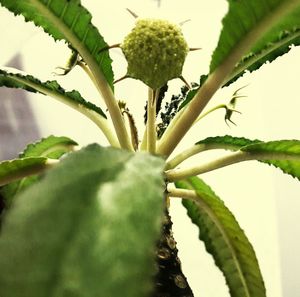 Close-up of flower growing on tree
