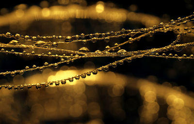 Close-up of plant warter dropped 