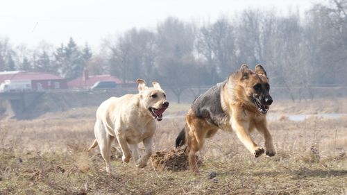 Dogs on field