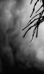 Close-up of leaves against sky