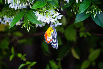 Close-up of flower blooming on tree