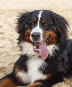 Close-up portrait of a dog