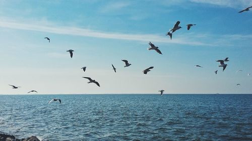 Birds flying over sea against sky