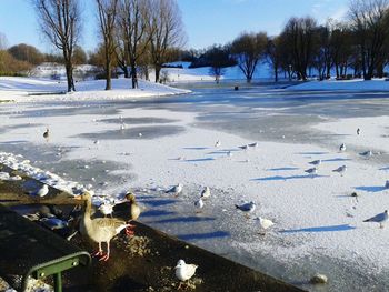 Birds perching on snow covered landscape