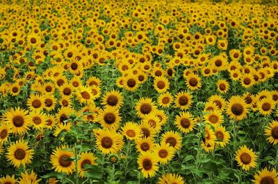 Full frame of yellow flowers blooming in field