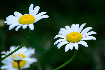 Close-up of white daisy flower