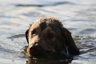 Close-up portrait of dog swimming in lake