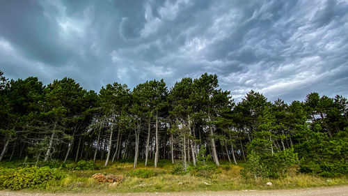 Trees growing on field against sky