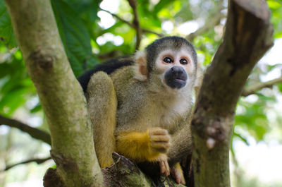 Portrait of monkey sitting on tree trunk in forest