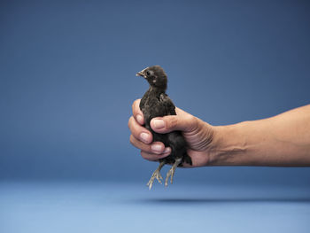 Midsection of person holding bird against blue background