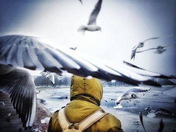 Rear view of man amidst birds during winter