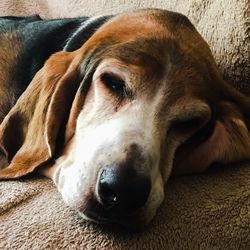 Close-up of dog lying on floor