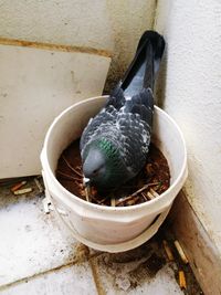 High angle view of pigeon on wall