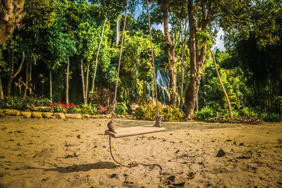 View of trees in the forest