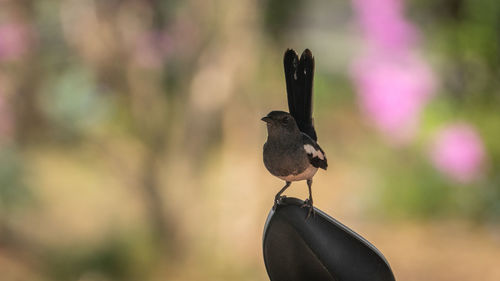 Close-up of bird perching on plant