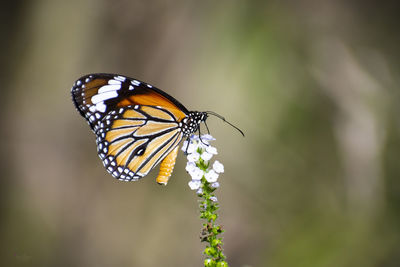 Close-up of butterfly pollinating on flower