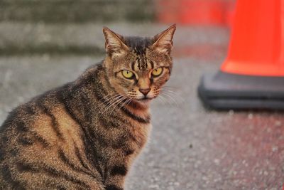 Close-up portrait of tabby cat on street