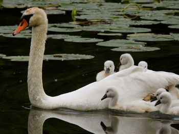 White swan floating on lake