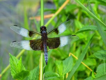 Close-up of dragonfly on leaf